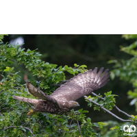 گونه سارگپه جنگلی European Honey Buzzard